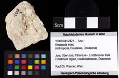 Foto (Objket + Etiketten) von Decapoda indet. 